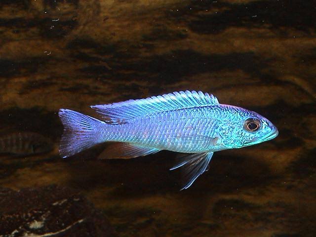 Sciaenochromis fryeri 'Chimwalani Reef'